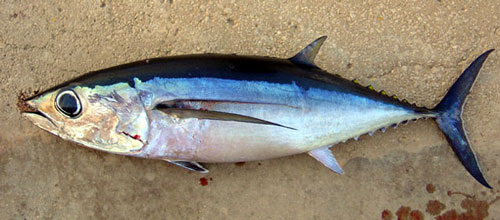 Tonen verzoek Nationaal tonijn soort